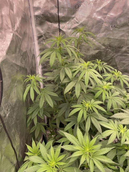 C.C.G / O.S.S Grow Event Poison cookies. Week 8