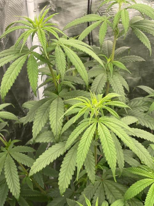 C.C.G / O.S.S Grow Event Poison cookies. Week 8