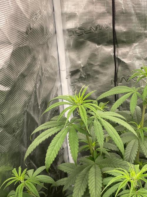 C.C.G / O.S.S Grow Event Poison cookies. Week 8