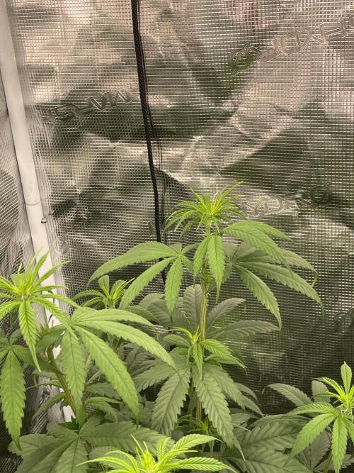 C.C.G / O.S.S Grow Event Poison cookies. Week 8