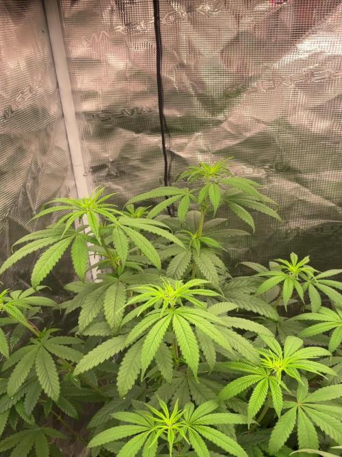 C.C.G / O.S.S Grow Event Poison cookies