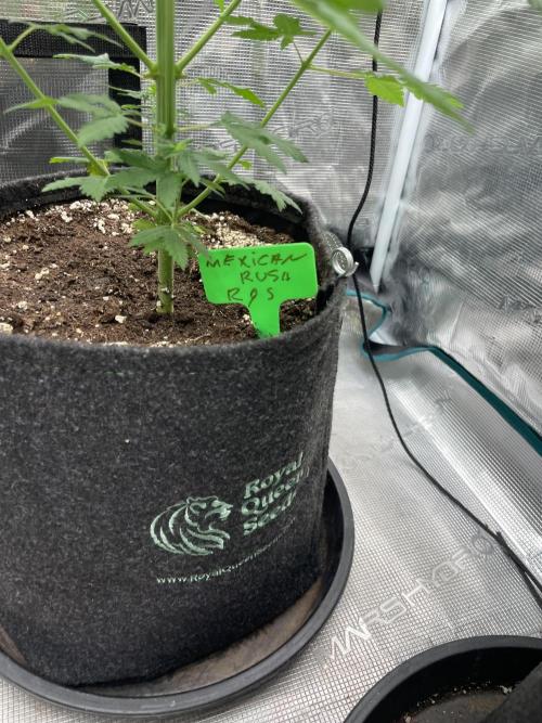 Mexican rush. Week 7