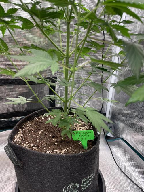 Mexican rush. Week 7