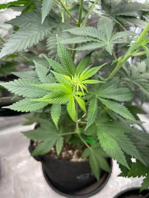 Mexican rush. Week 7