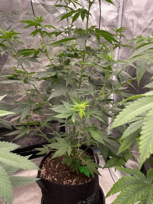 Mexican rush. Week 7