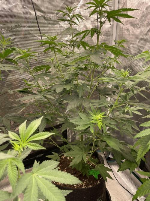 Mexican rush. Week 7