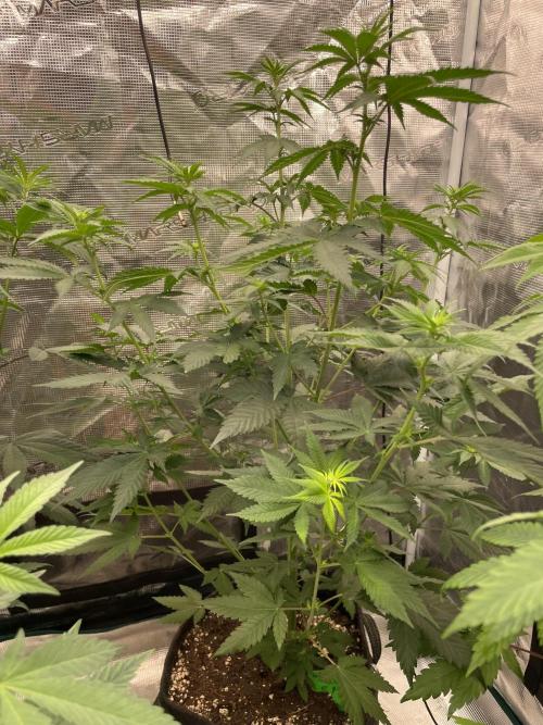 Mexican rush. Week 7