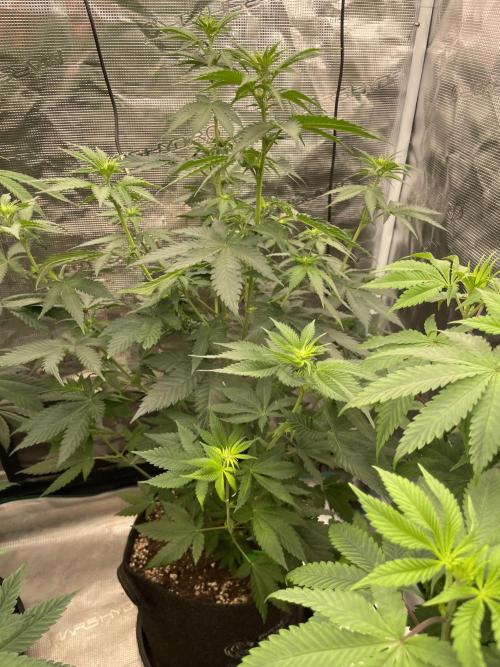 Mexican rush. Week 7