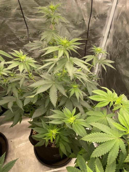Mexican rush. Week 7
