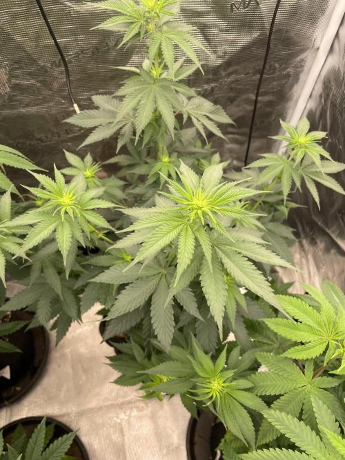 Mexican rush. Week 7