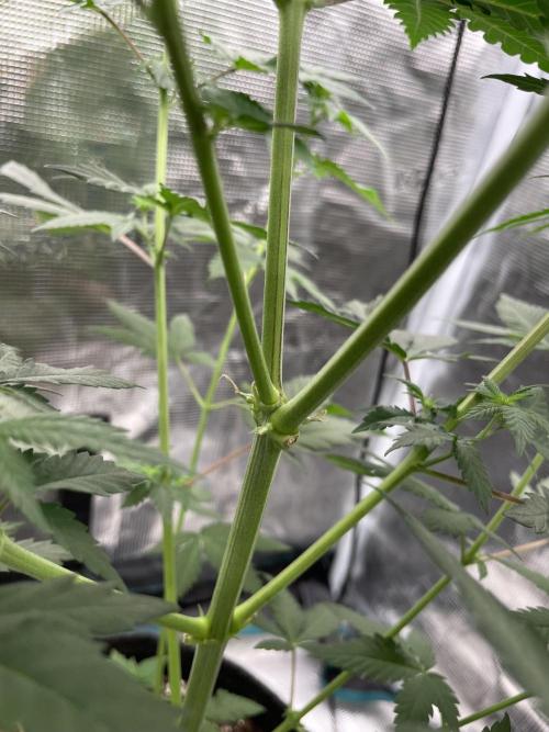Mexican Rush. Week 7