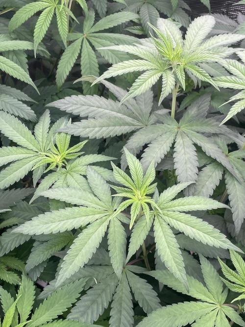 Gary Sherbet. Week 7