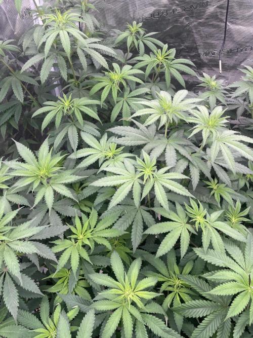 Gary Sherbet. Week 7