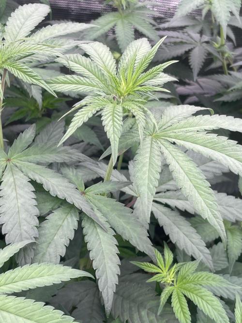 Gary Sherbet. Week 7