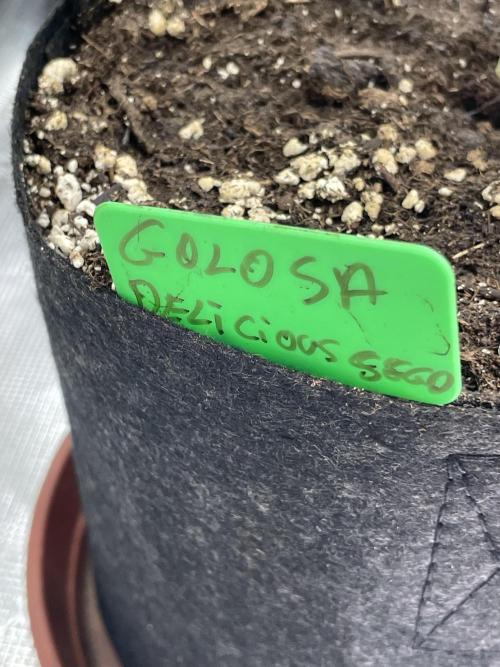 Golosa. Week 7