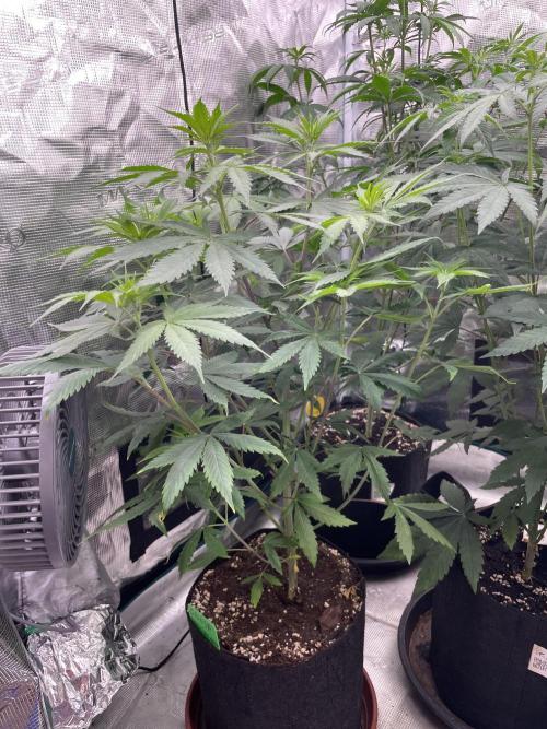 Golosa. Week 7