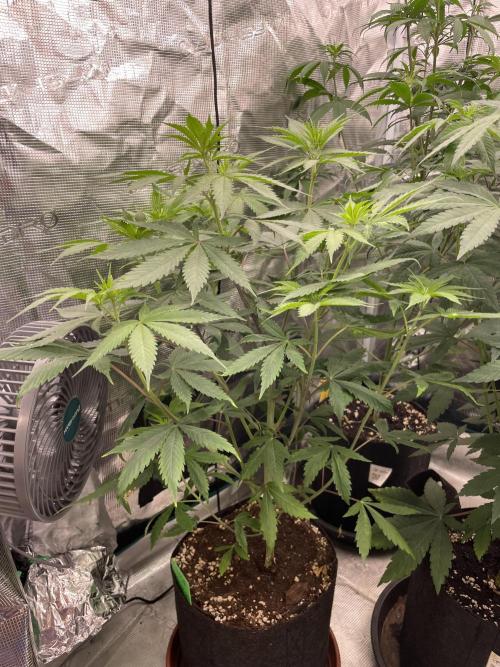 Golosa. Week 7