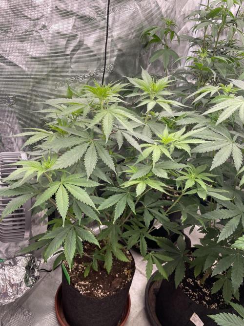Golosa. Week 7