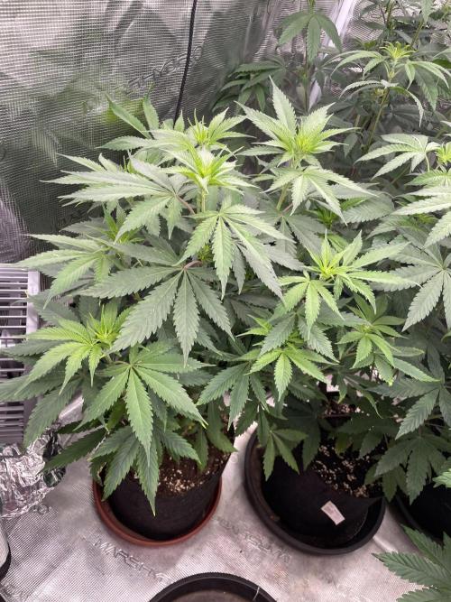 Golosa. Week 7