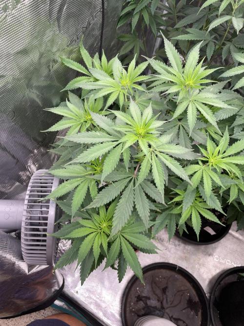 Golosa. Week 7