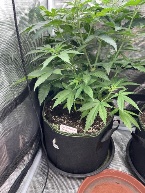 San Fernando lemon kush. Week 7