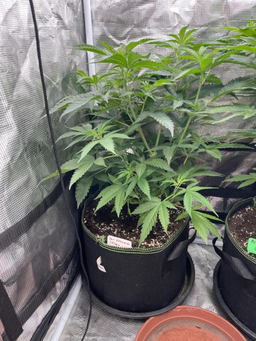 San Fernando lemon kush. Week 7