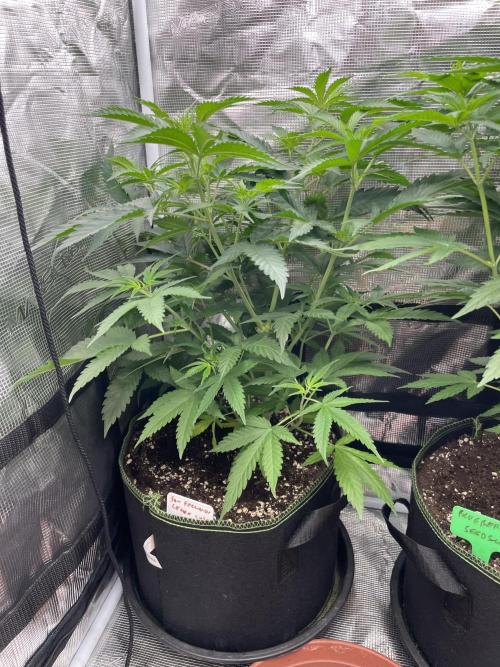 San Fernando lemon kush. Week 7