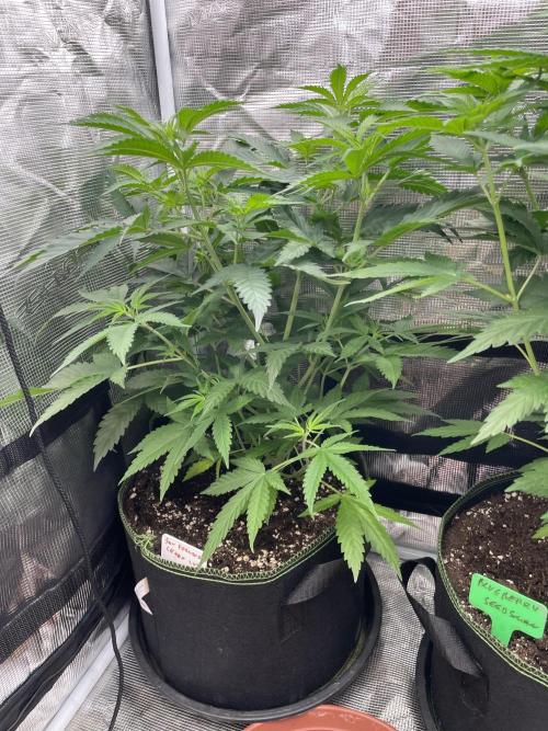 San Fernando lemon kush. Week 7