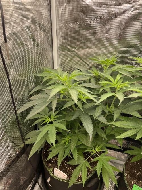 San Fernando lemon kush. Week 7