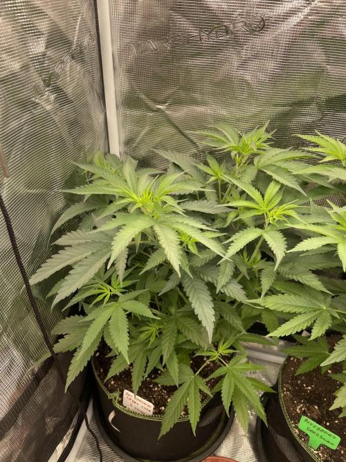 San Fernando lemon kush. Week 7