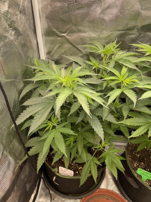 San Fernando lemon kush. Week 7