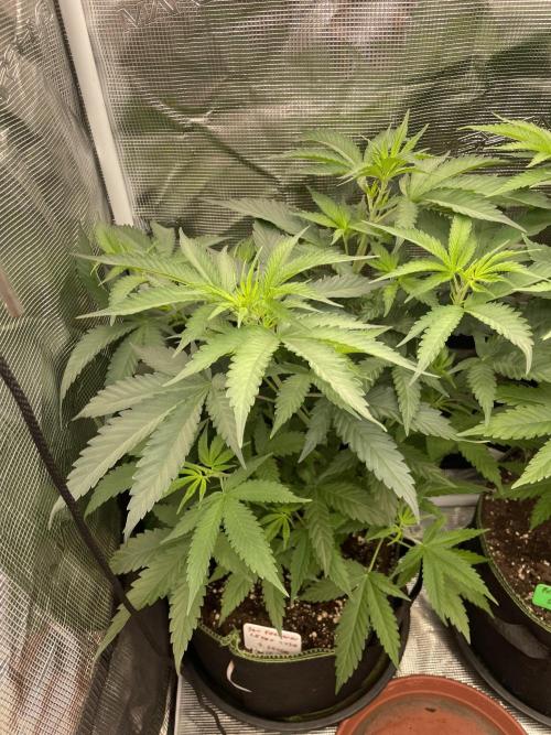 San Fernando lemon kush. Week 7