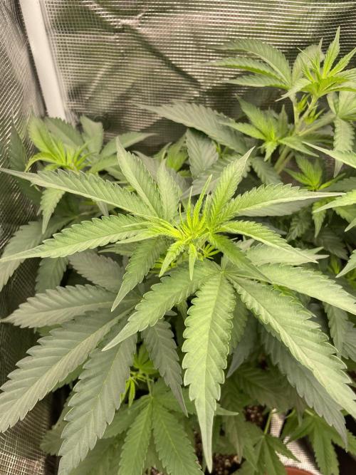 San Fernando lemon kush. Week 7