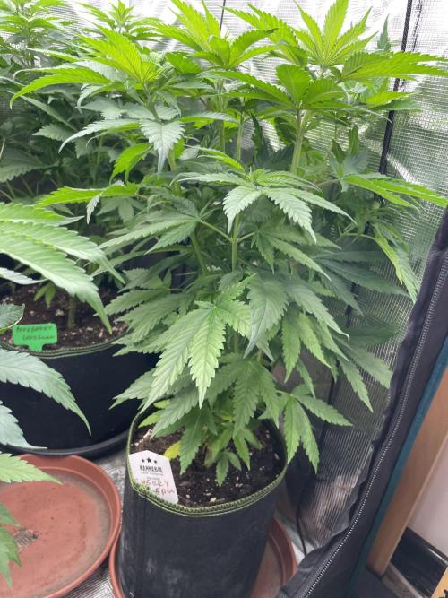Cherry 🍒 Dream 💭. Week 6