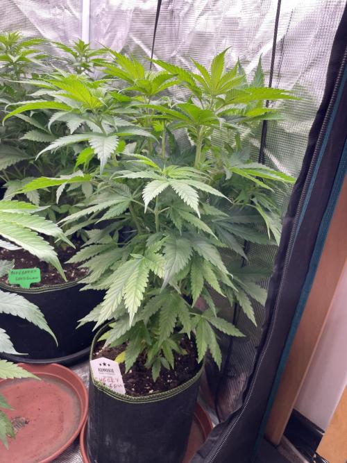 Cherry 🍒 Dream 💭. Week 6