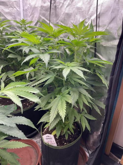 Cherry 🍒 Dream 💭. Week 6