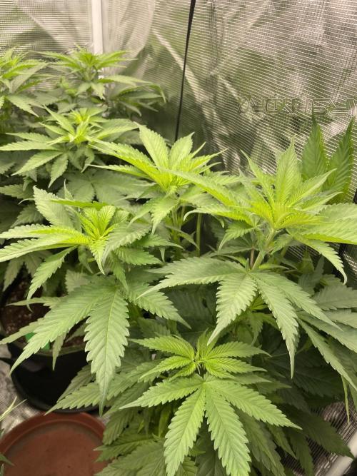 Cherry 🍒 Dream 💭. Week 6