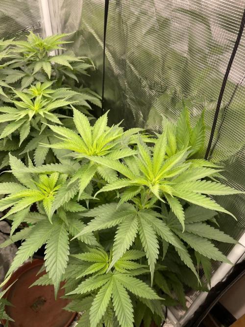 Cherry 🍒 Dream 💭. Week 6