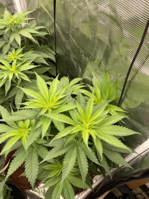 Cherry Dream. Week 6