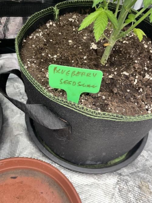 Blueberry. Week 6