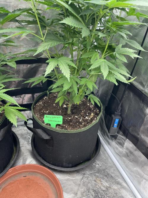 Blueberry. Week 6