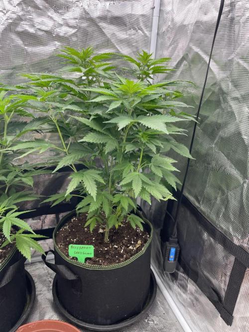 Blueberry. Week 6