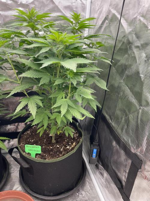 Blueberry. Week 6