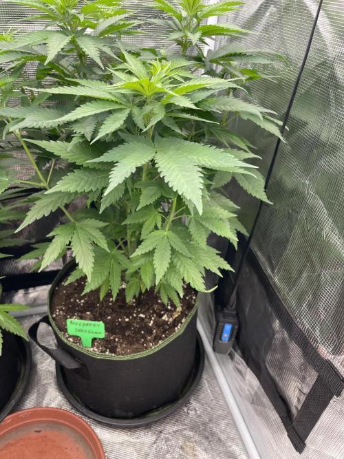 Blueberry. Week 6