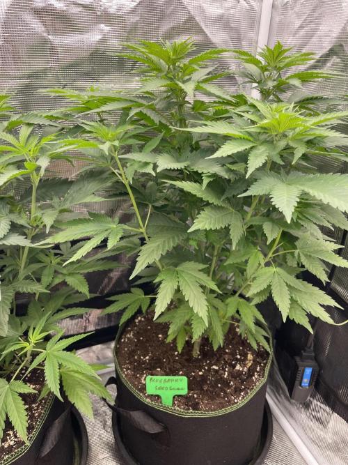 Blueberry. Week 6