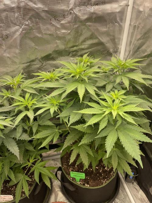 Blueberry. Week 6