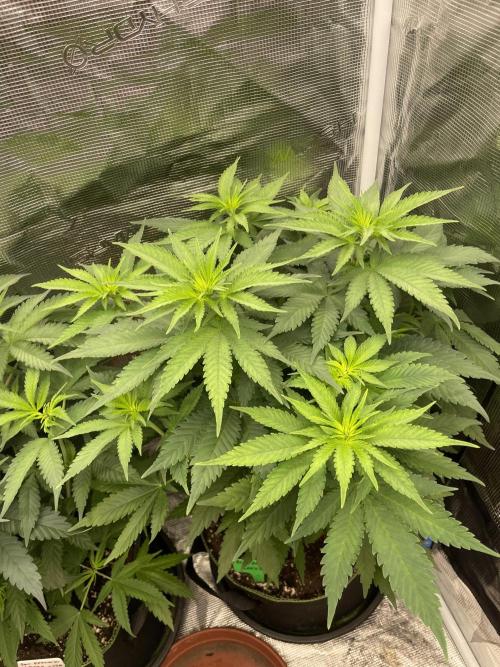 Blueberry. Week 6