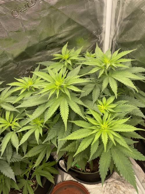 Blueberry. Week 6
