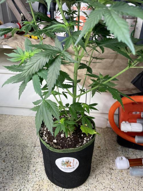 Northern lights. Week 6