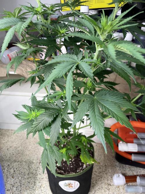 Northern lights. Week 6